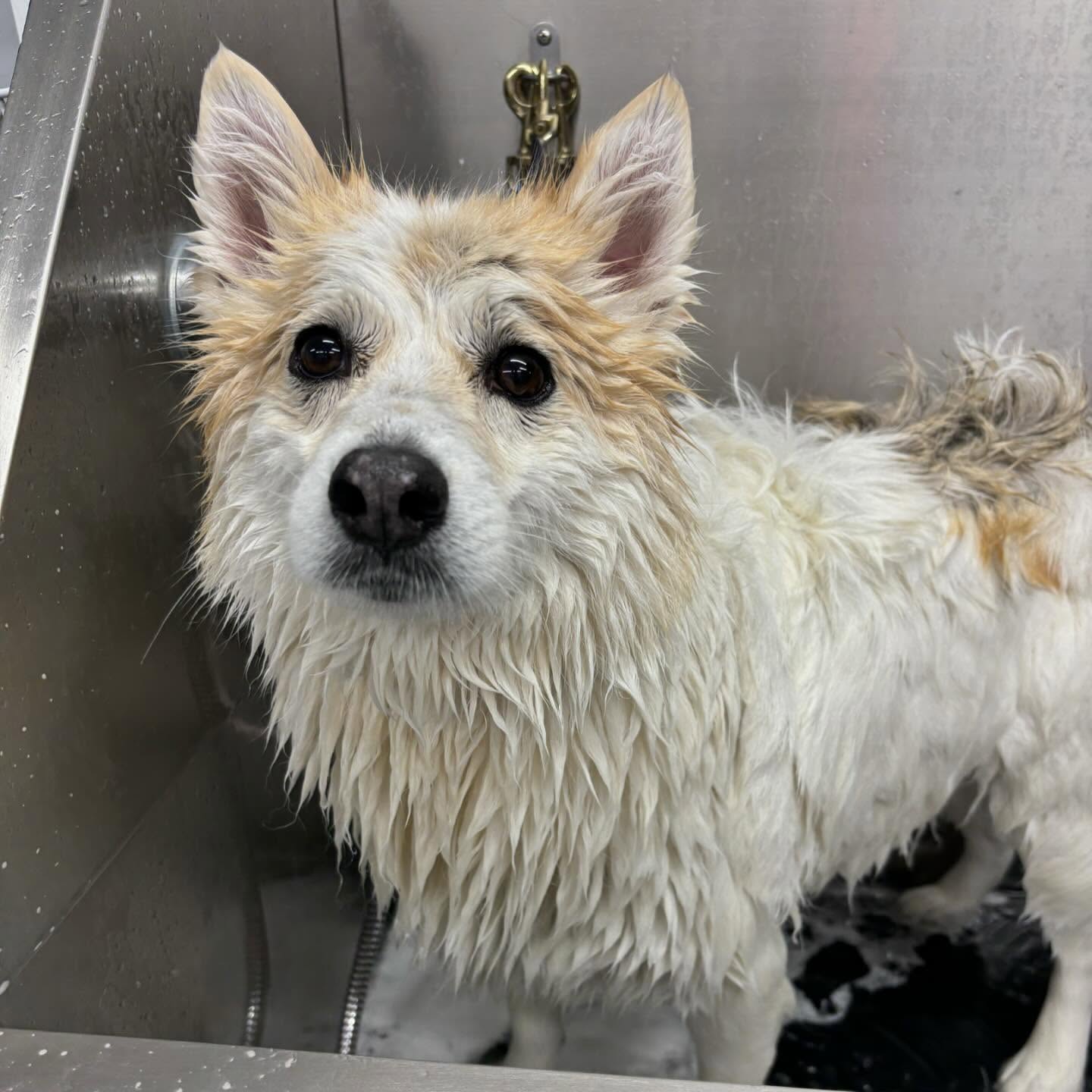 Coca the Pomsky during grooming process in Toronto
