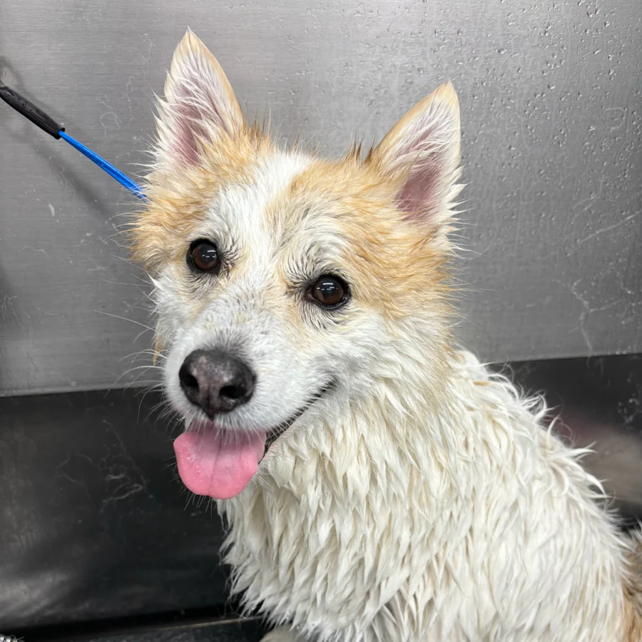 Coca the Pomsky during bath at SuperGrooms Toronto grooming salon