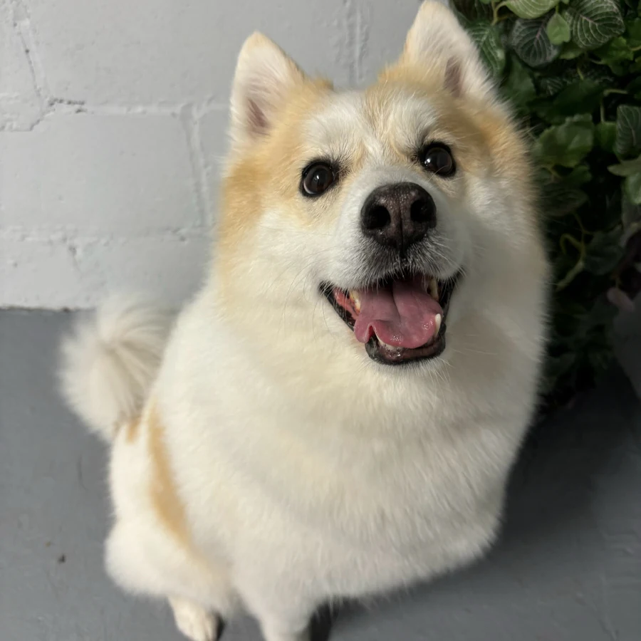 Coca the Pomsky before grooming at SuperGrooms Toronto