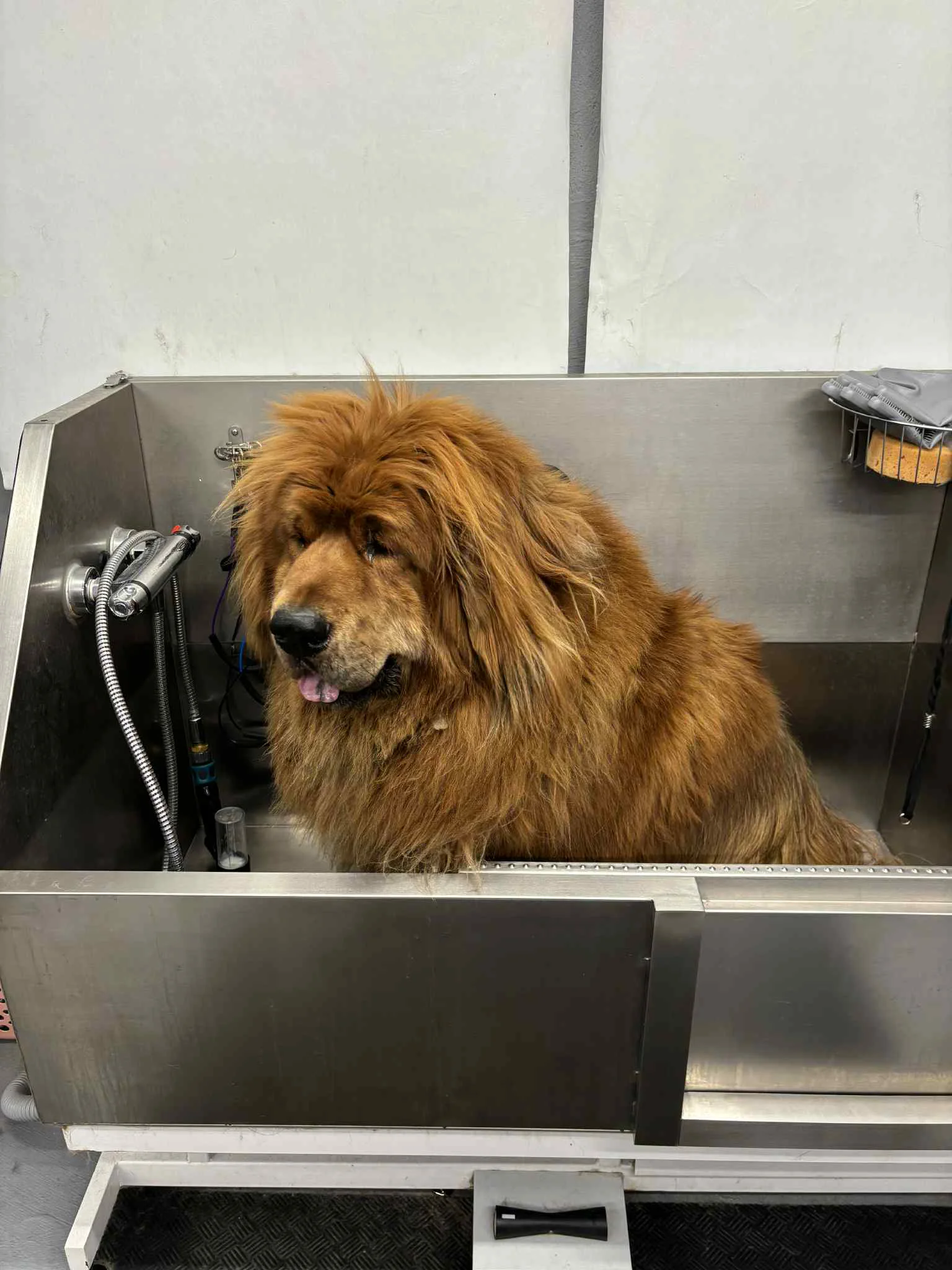 Kichi the Tibetan Mastiff before professional grooming at SuperGrooms Toronto