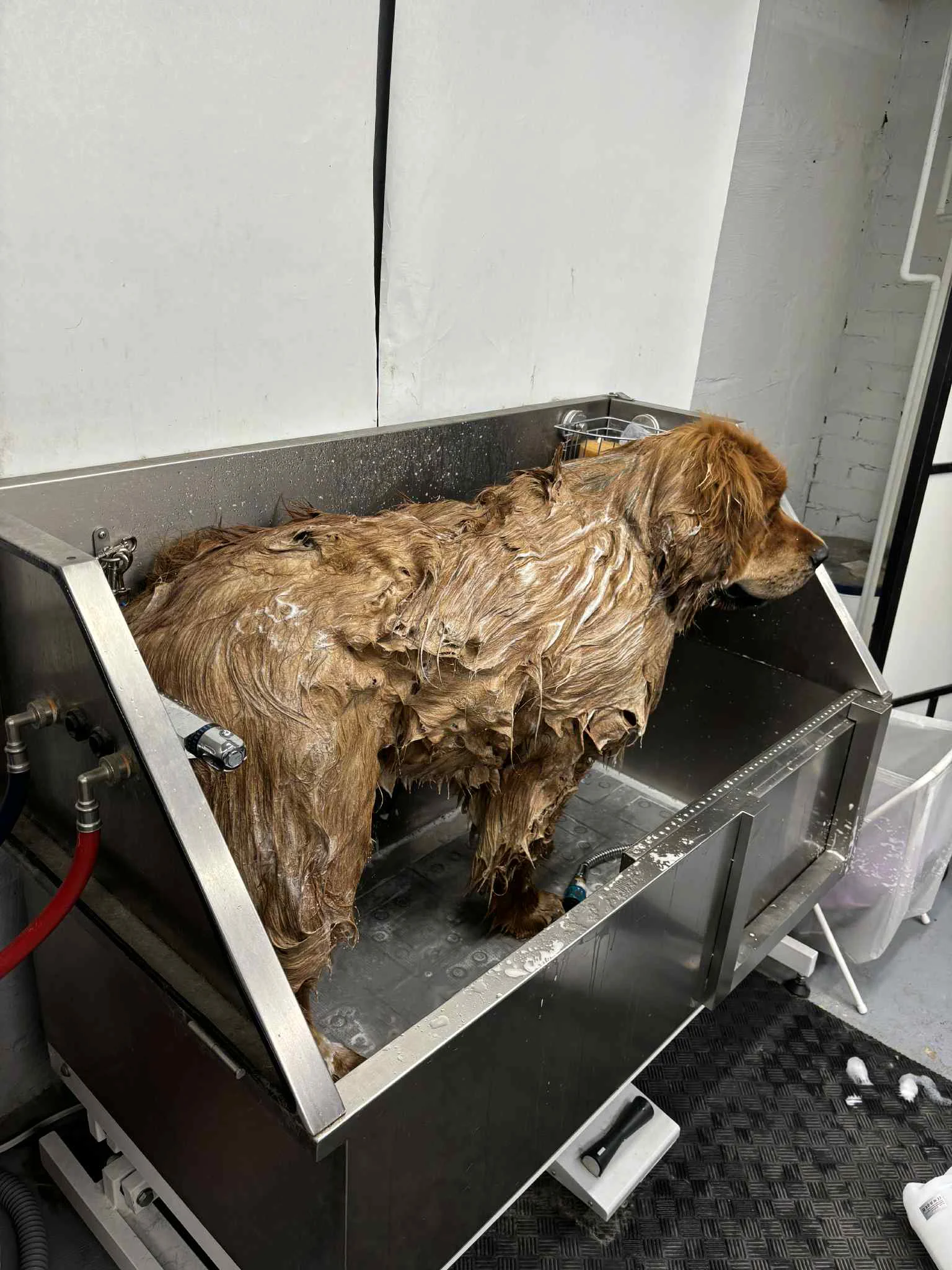 Kichi the Tibetan Mastiff during grooming process at SuperGrooms Toronto