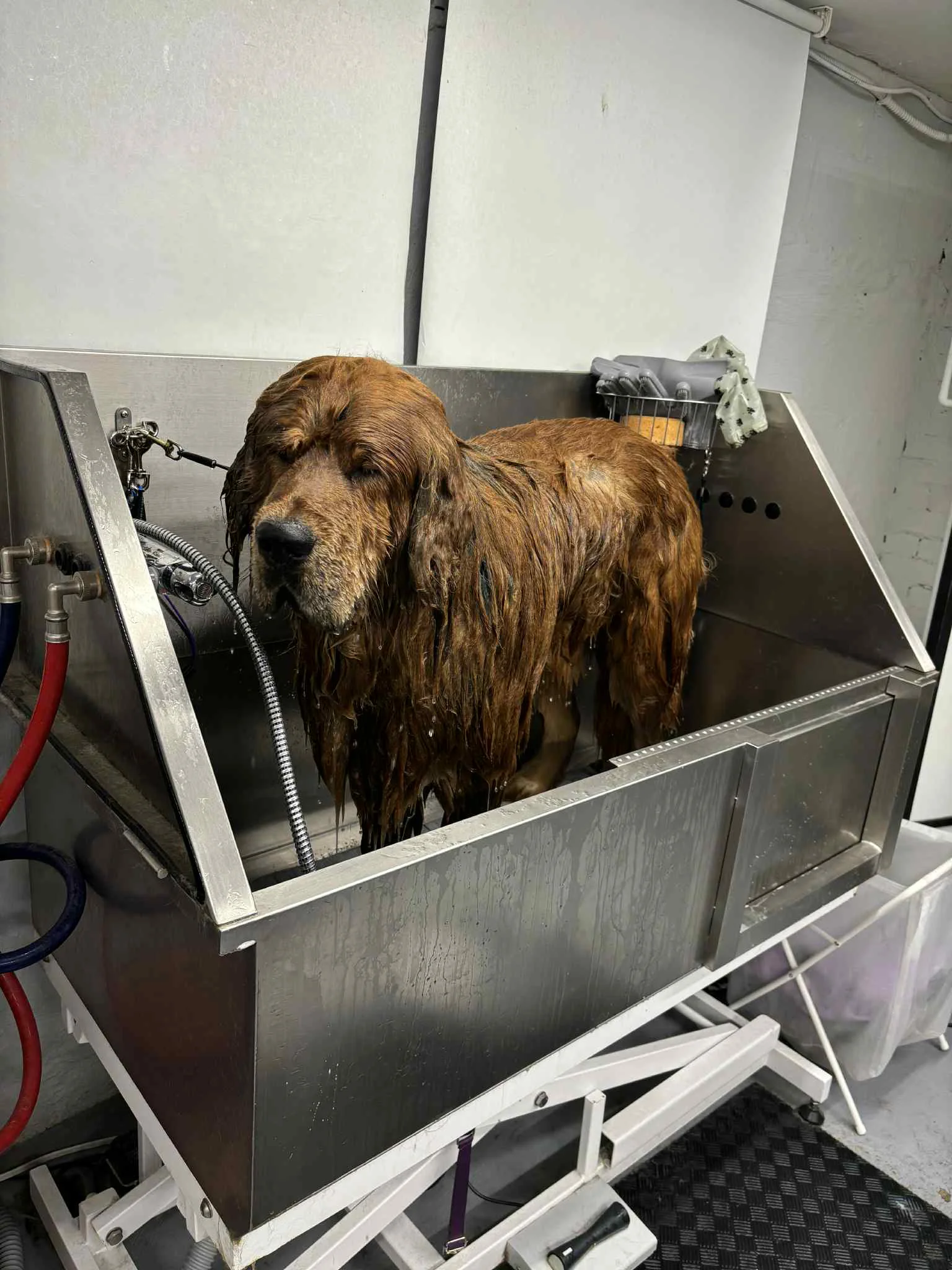 Kichi the Tibetan Mastiff after grooming at SuperGrooms Toronto