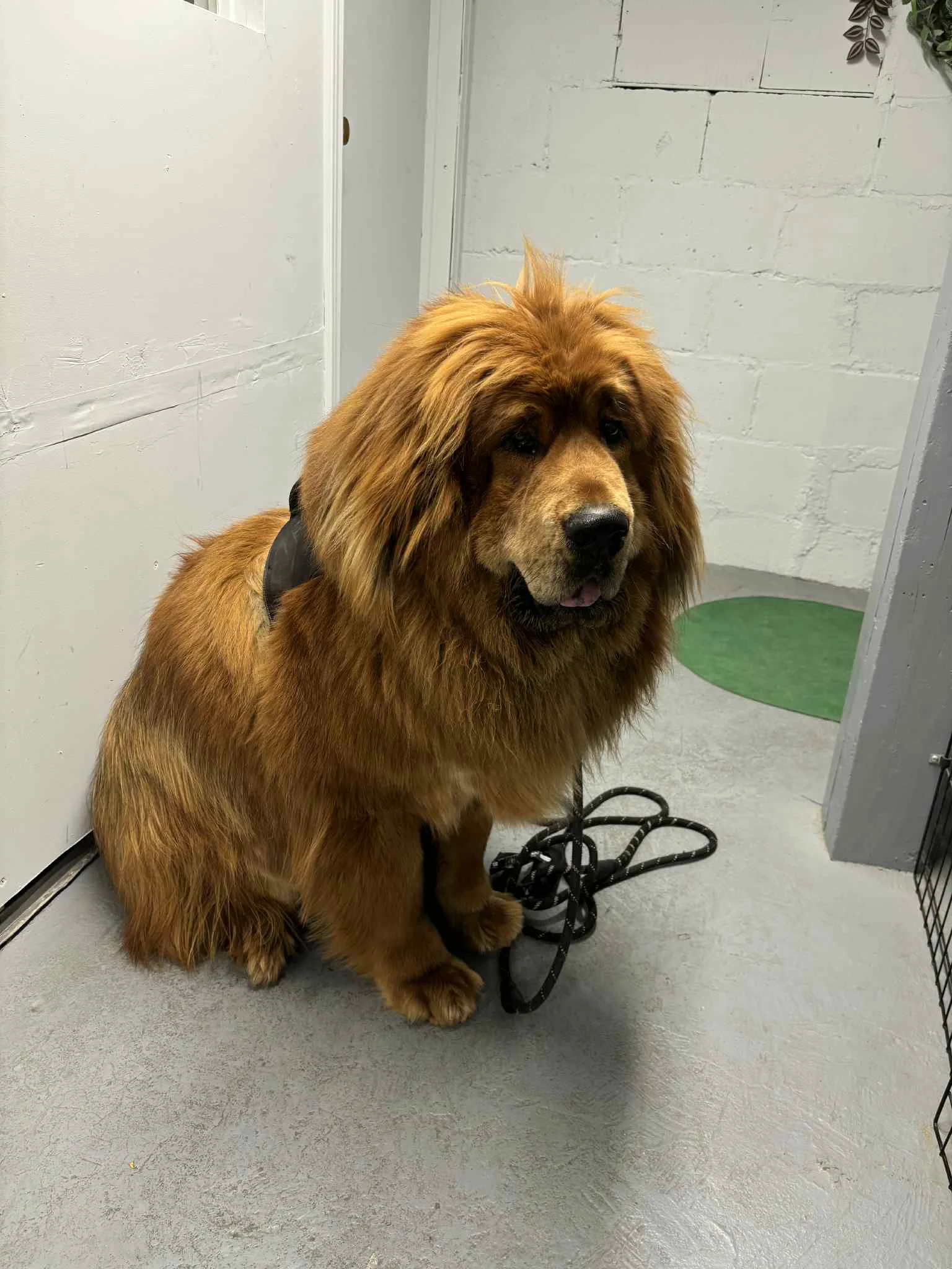 Kichi the Tibetan Mastiff after grooming at SuperGrooms Toronto