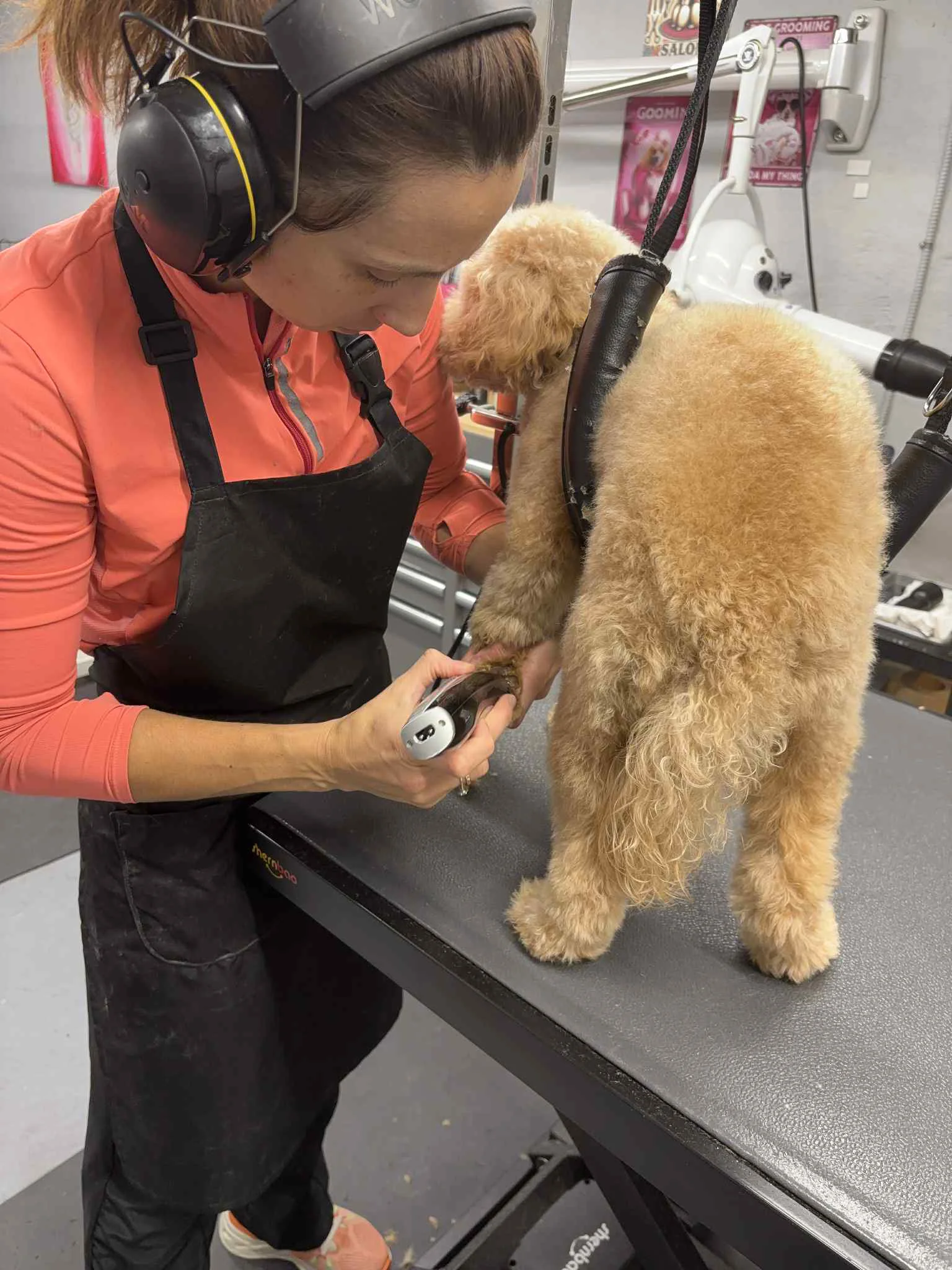 Ruby the Goldendoodle after professional grooming at SuperGrooms Toronto