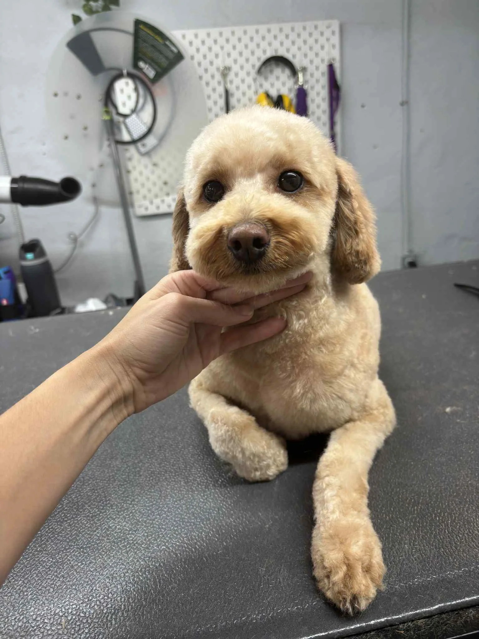Ruby the Goldendoodle during grooming process at SuperGrooms Toronto