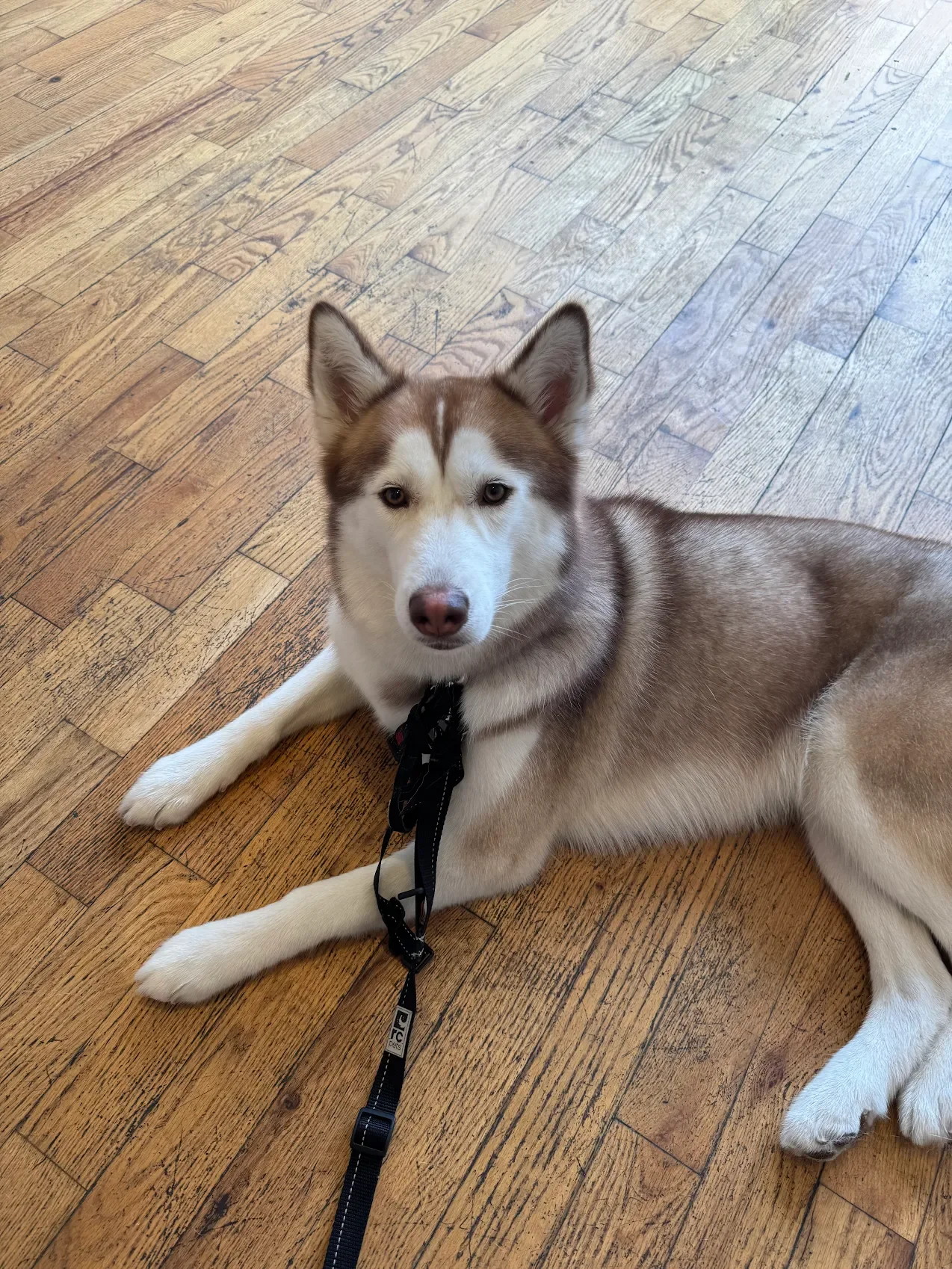 Grooming photo from Hannah B's review