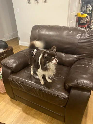 Grooming photo from Heather Donald's review