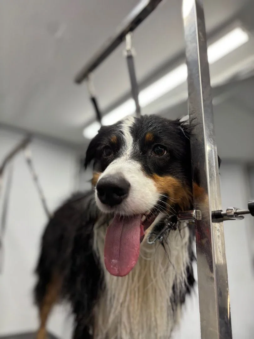 Grooming photo from Taylor Sowiak's review