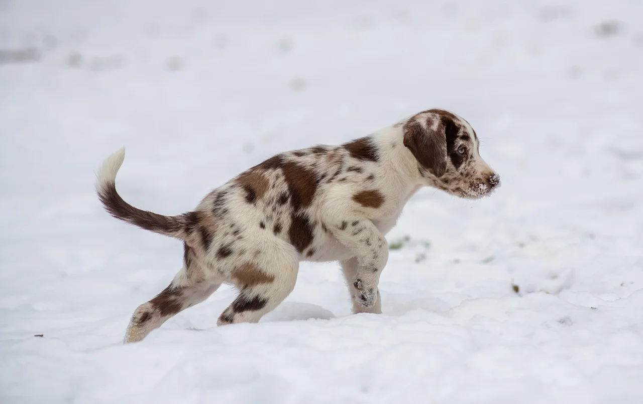 Puppy Grooming