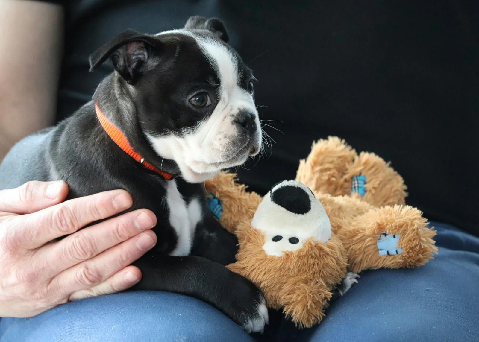 Fear Free Dog Grooming in Toronto