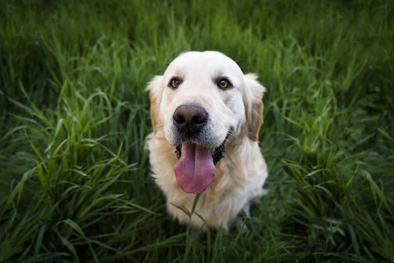 Dog Grooming Toronto